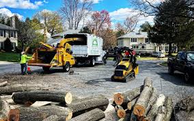 Best Tree Disease Treatment  in Massapequa, NY