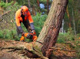 Best Tree Cabling and Bracing  in Massapequa, NY