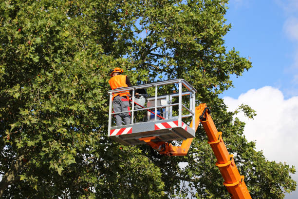 Best Tree Risk Assessment  in Massapequa, NY