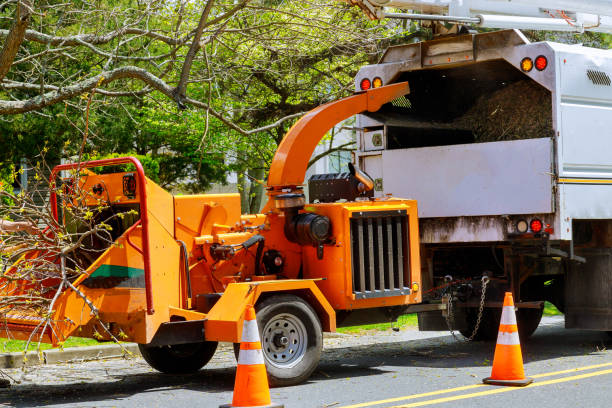 Best Storm Damage Tree Cleanup  in Massapequa, NY