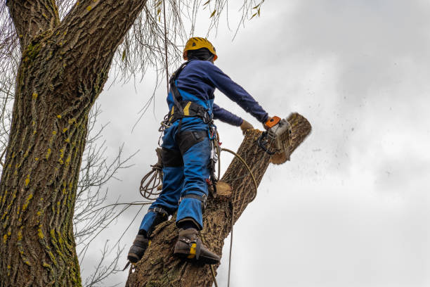 Best Leaf Removal  in Massapequa, NY