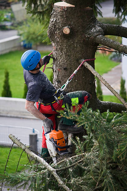 Best Arborist Consultation Services  in Massapequa, NY