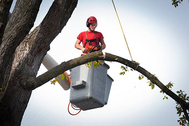 Professional Tree Services in Massapequa, NY